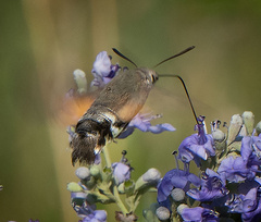 Macroglossum stellatarum