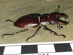 Lucanus capreolus