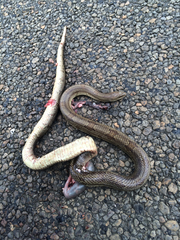 Lampropeltis calligaster