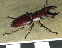 Lucanus capreolus