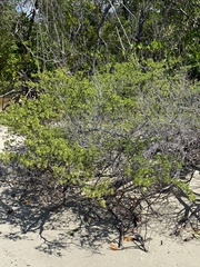 Suriana maritima
