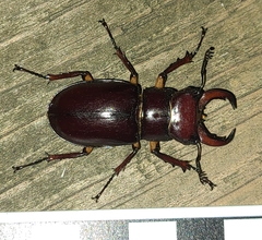 Lucanus capreolus