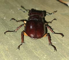 Lucanus capreolus