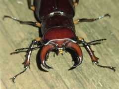 Lucanus capreolus