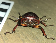 Lucanus capreolus