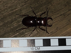 Lucanus capreolus