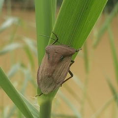 Chalcopis glandulosa