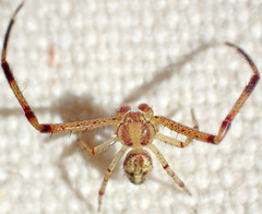 Mecaphesa sierrensis