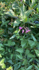 Solanum dulcamara