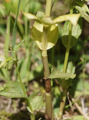 Epipactis helleborine orbicularis