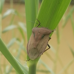 Chalcopis glandulosa