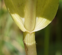 Epipactis helleborine orbicularis