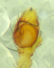 Mecaphesa sierrensis