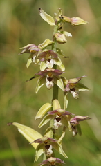 Epipactis helleborine orbicularis