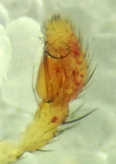 Mecaphesa sierrensis
