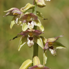Epipactis helleborine orbicularis
