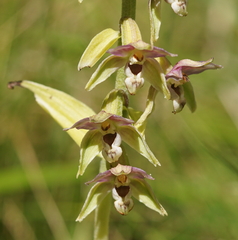 Epipactis helleborine orbicularis