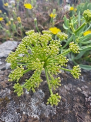 Crithmum maritimum image