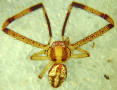 Mecaphesa sierrensis