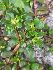 Portulaca oleracea image