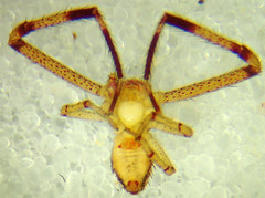 Mecaphesa sierrensis