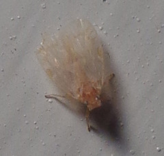 Bothriocera drakei