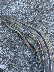 Ctenotus robustus