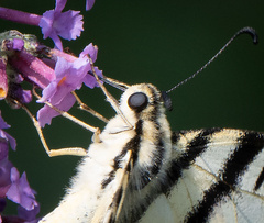 Iphiclides podalirius