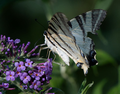 Iphiclides podalirius