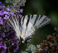 Iphiclides podalirius
