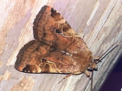 Cryptocala acadiensis