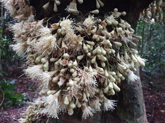 Syzygium cormiflorum