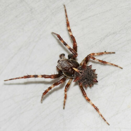 Starbellied Orbweaver photo 5