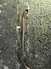 Ateuchosaurus chinensis