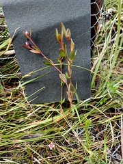 Boronia parviflora