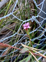 Boronia parviflora