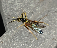 Spilopteron