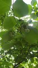 Styrax obassia