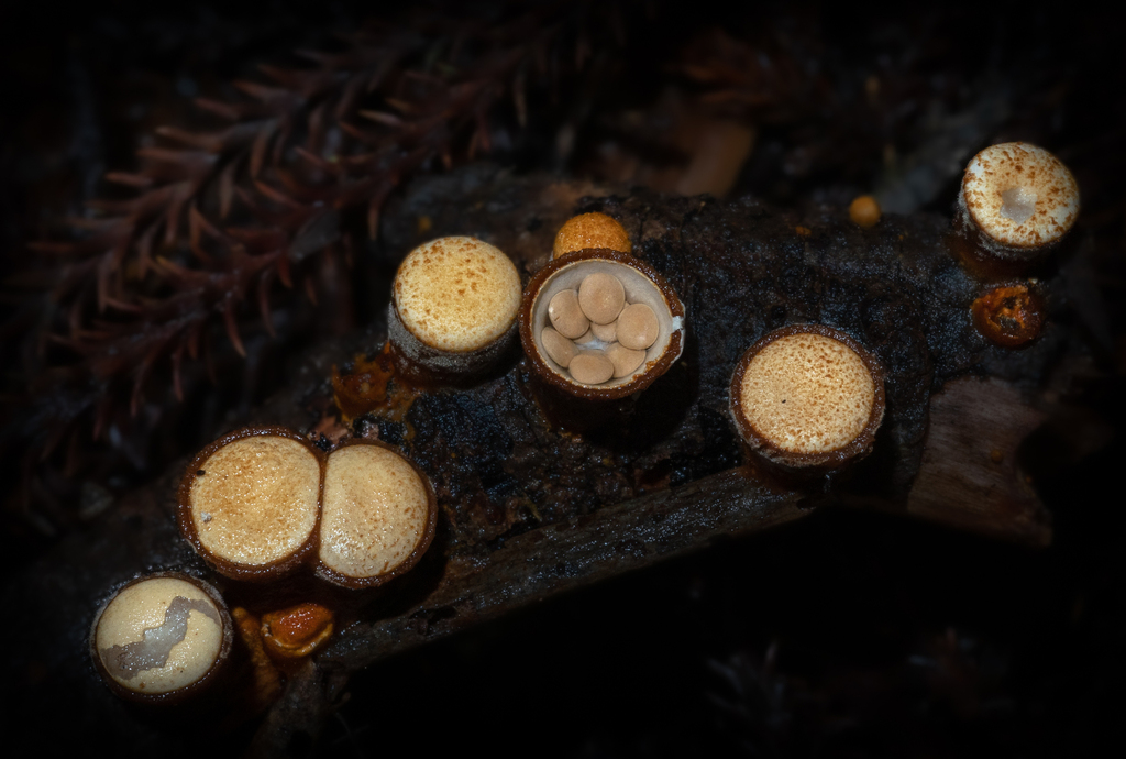 common bird's nest fungus from Dome Valley, New Zealand on July 13