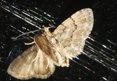 Glaucoclystis immixtaria