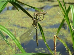 Somatochlora exuberata