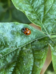 Adalia bipunctata