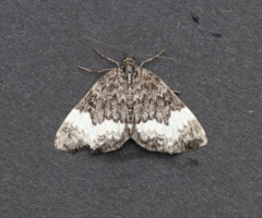 Spargania luctuata