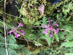 Pedicularis refracta transmorrisonensis