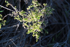 Galium nuttallii