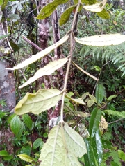 Ephippiandra madagascariensis