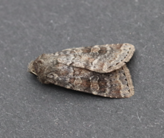 Parastichtis suspecta