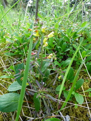 Pedicularis labradorica
