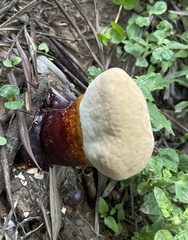 Ganoderma