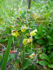 Pedicularis labradorica